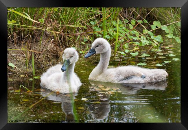 Two very young cygnets Framed Print by Sally Wallis