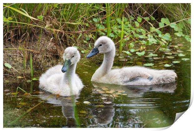 Two very young cygnets Print by Sally Wallis