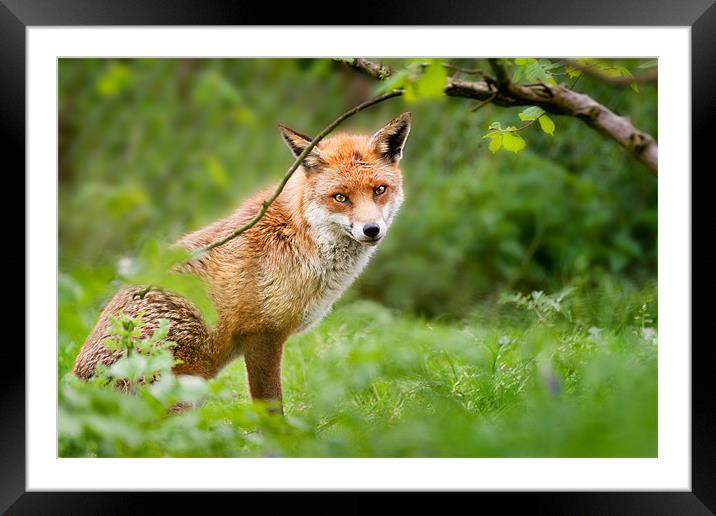 Foxy stare Framed Mounted Print by Stephen Mole