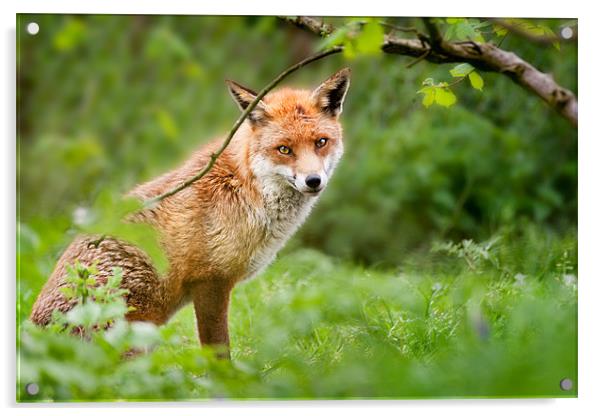 Foxy stare Acrylic by Stephen Mole