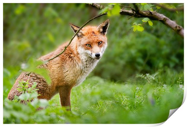 Foxy stare Print by Stephen Mole