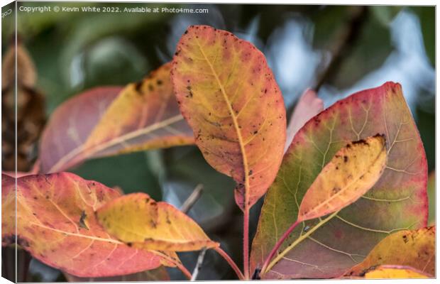 Colours galore of autumn Canvas Print by Kevin White