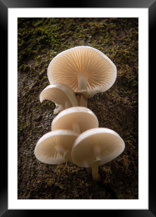 Porcelain Fungus on wood, Mucidula mucida Framed Mounted Print by Bryn Morgan