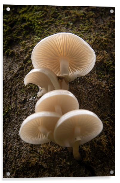 Porcelain Fungus on wood, Mucidula mucida Acrylic by Bryn Morgan