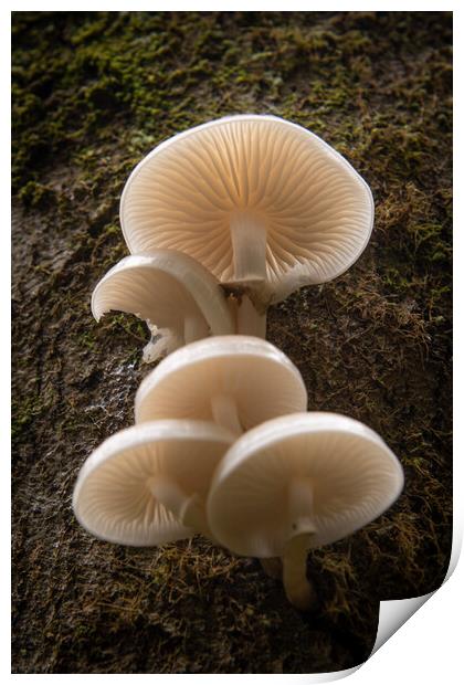 Porcelain Fungus on wood, Mucidula mucida Print by Bryn Morgan