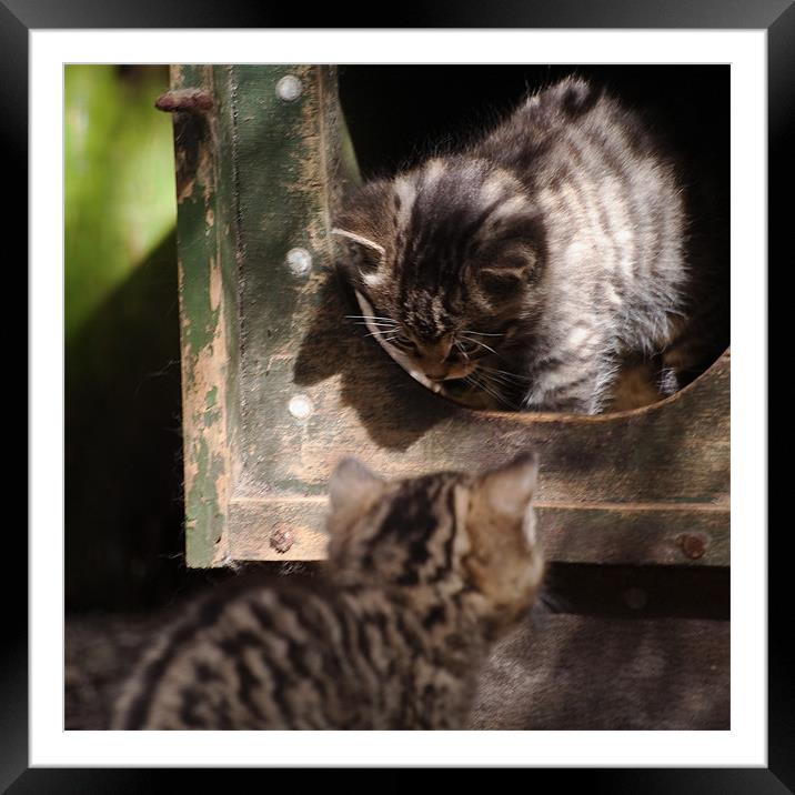 Scottish Wildcat kittens playing Framed Mounted Print by Linda More