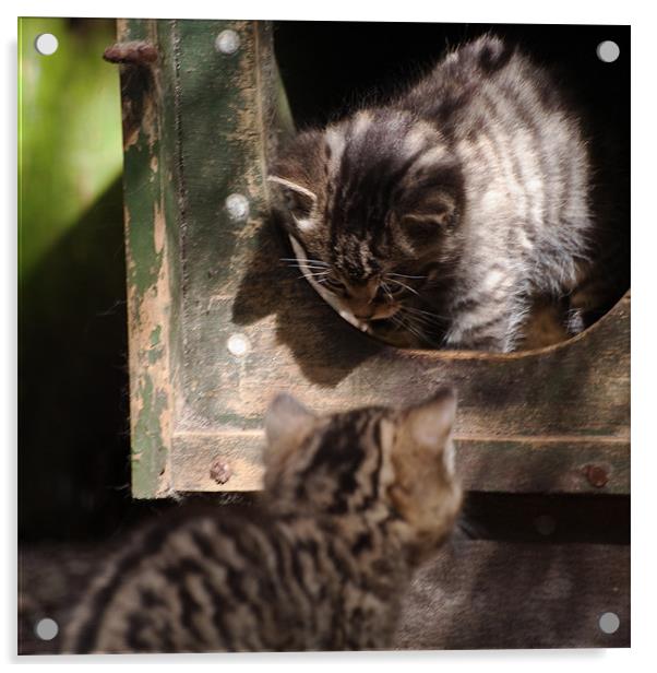 Scottish Wildcat kittens playing Acrylic by Linda More