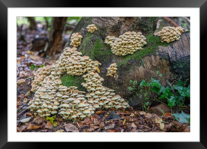 Sulphur tufts on dying tree Framed Mounted Print by Bryn Morgan