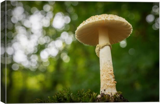 False death cap growing in the woods  Canvas Print by Bryn Morgan