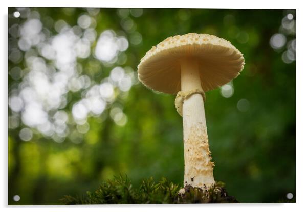 False death cap growing in the woods  Acrylic by Bryn Morgan