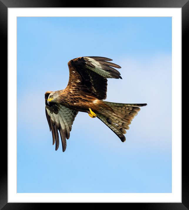 Red Kite in Flight. Framed Mounted Print by Colin Allen