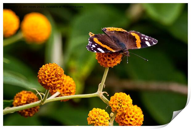 Beautiful Butterfly basking on Buddleia bush. Print by Jim Jones