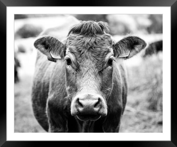 Cow in black and white Framed Mounted Print by Ollie Hully