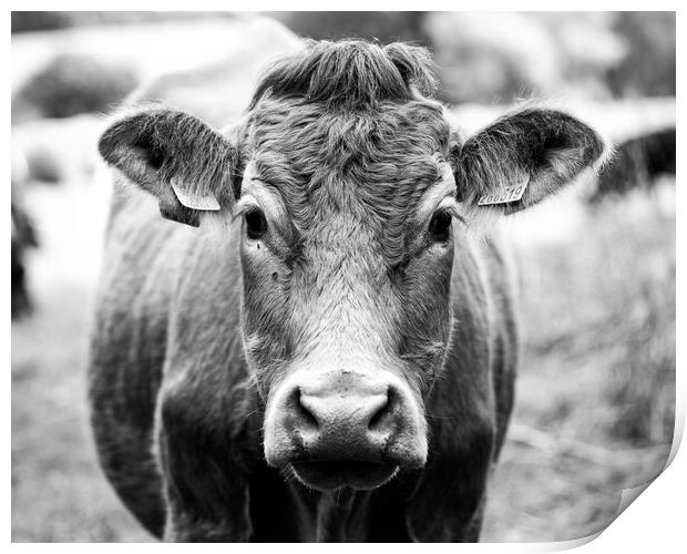 Cow in black and white Print by Ollie Hully