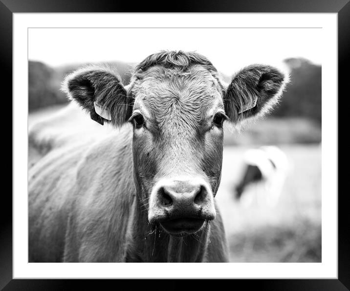 Dairy cow Framed Mounted Print by Ollie Hully