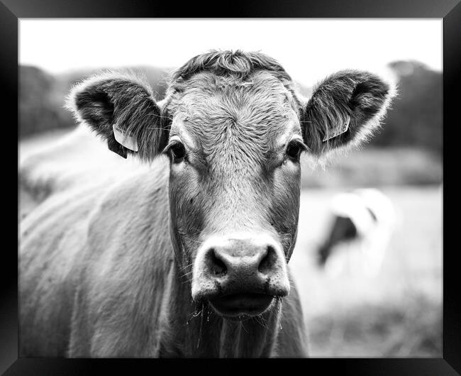 Dairy cow Framed Print by Ollie Hully