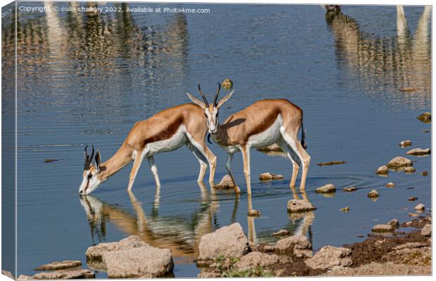 A pair of Springbok keeping cool in the Etosha Nat Canvas Print by colin chalkley