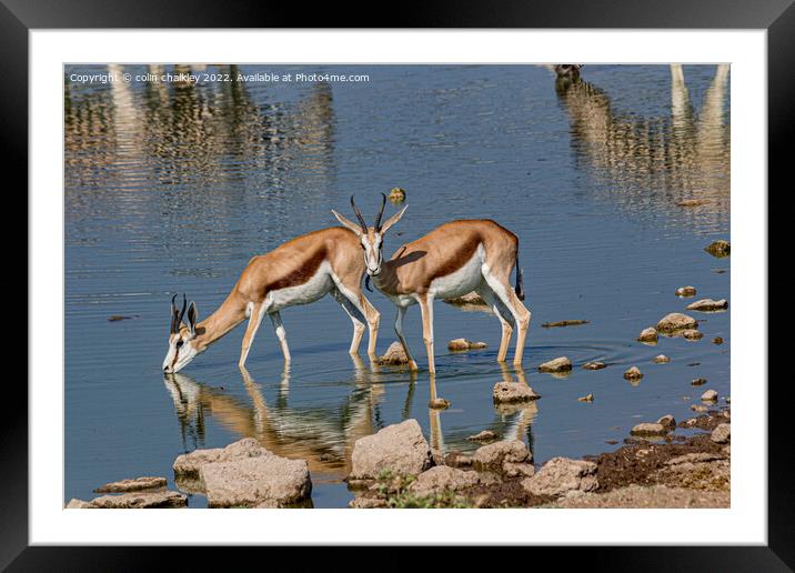A pair of Springbok keeping cool in the Etosha Nat Framed Mounted Print by colin chalkley