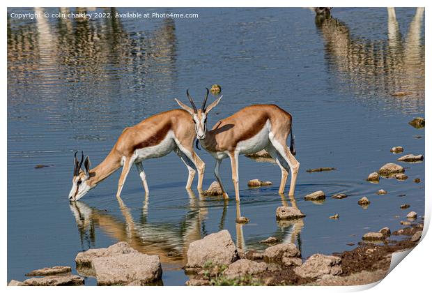 A pair of Springbok keeping cool in the Etosha Nat Print by colin chalkley
