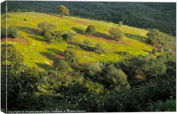 Hill of Trees in Alentejo Canvas Print by Angelo DeVal