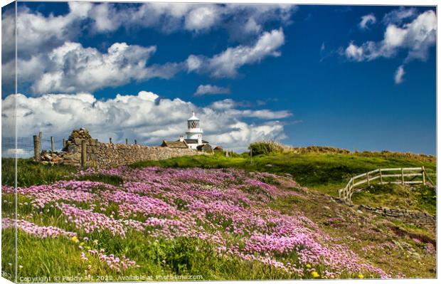 Caldey: Thrift on the Cliff. Canvas Print by Paddy Art