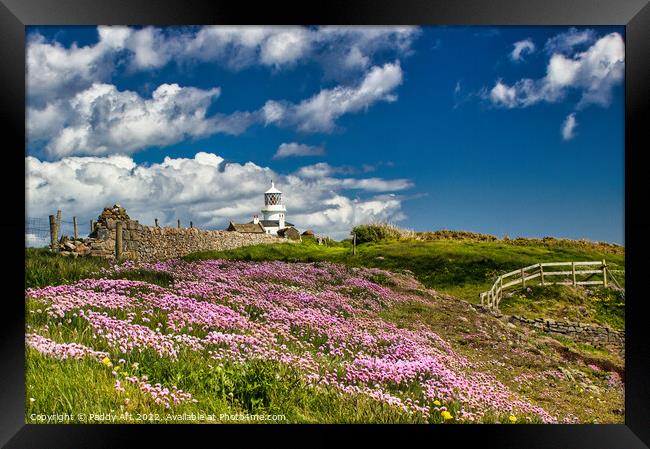 Caldey: Thrift on the Cliff. Framed Print by Paddy Art