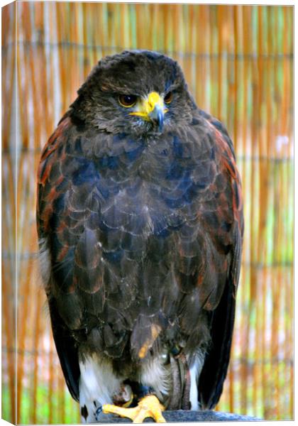 Harris Hawk Bird Of Prey Canvas Print by Andy Evans Photos