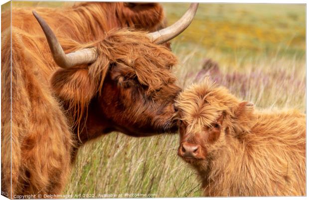 Highland cow and baby calf love portrait Canvas Print by Delphimages Art