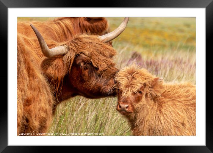 Highland cow and baby calf love portrait Framed Mounted Print by Delphimages Art