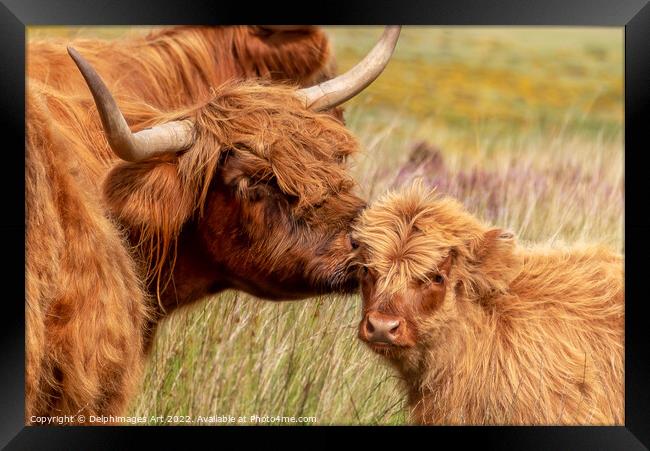 Highland cow and baby calf love portrait Framed Print by Delphimages Art