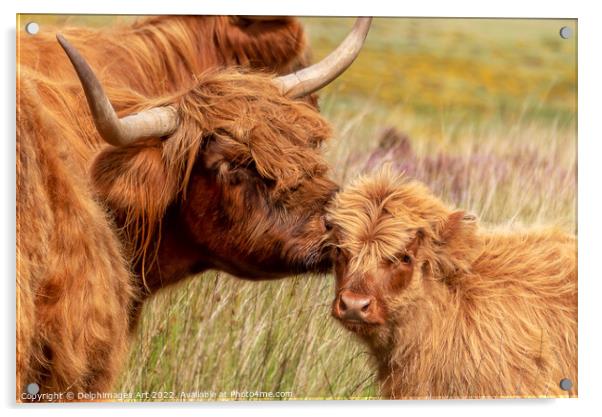 Highland cow and baby calf love portrait Acrylic by Delphimages Art