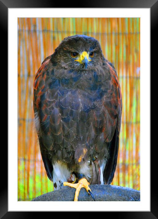 Harris Hawk Bird Of Prey Framed Mounted Print by Andy Evans Photos