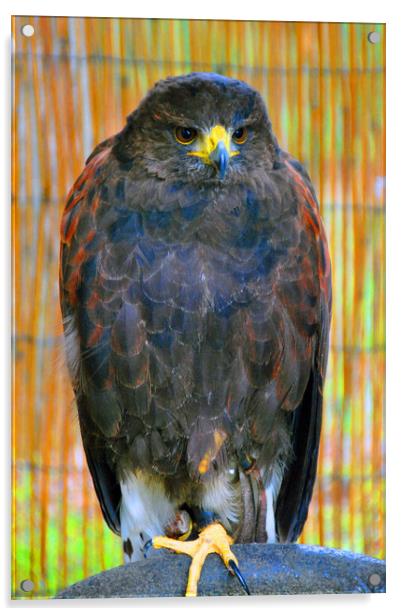 Harris Hawk Bird Of Prey Acrylic by Andy Evans Photos