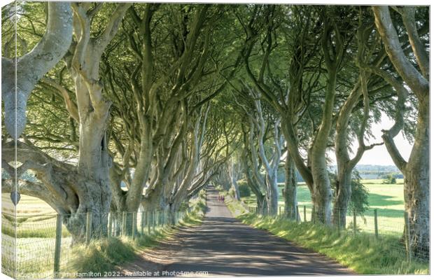 The Enchanting Tree Tunnel of Northern Ireland Canvas Print by jim Hamilton