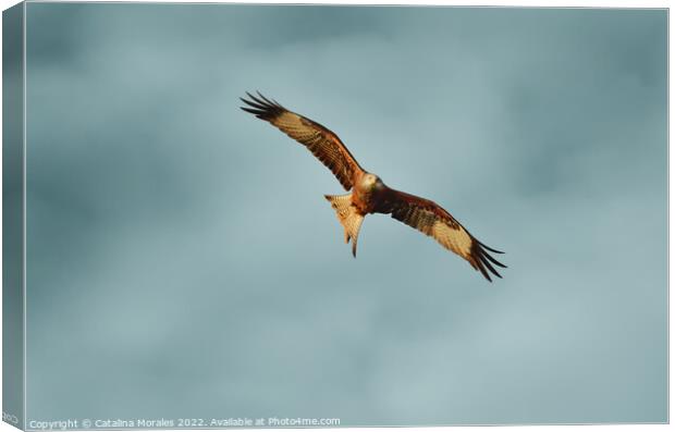 Red Kite searching for prey Canvas Print by Catalina Morales
