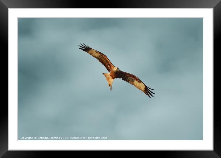Red Kite searching for prey Framed Mounted Print by Catalina Morales