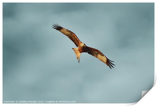 Red Kite searching for prey Print by Catalina Morales