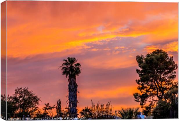 Colorful Sunset Palm Tree Sonora Desert Tucson Arizona Canvas Print by William Perry
