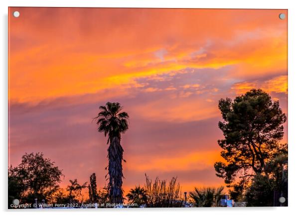 Colorful Sunset Palm Tree Sonora Desert Tucson Arizona Acrylic by William Perry