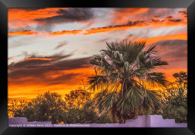 Colorful Sunset Palm Tree Sonora Desert Tucson Arizona Framed Print by William Perry