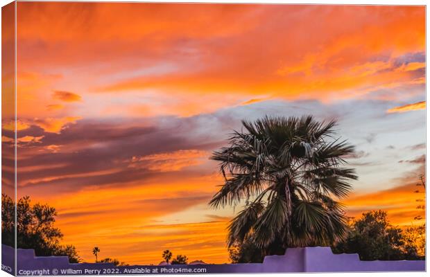 Colorful Sunset Palm Tree Sonora Desert Tucson Arizona Canvas Print by William Perry
