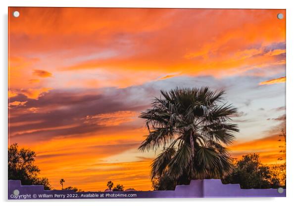 Colorful Sunset Palm Tree Sonora Desert Tucson Arizona Acrylic by William Perry