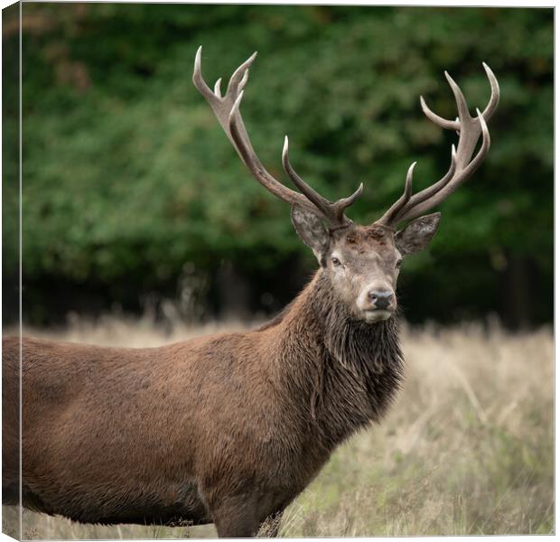 A deer standing in a field Canvas Print by Alan Tunnicliffe