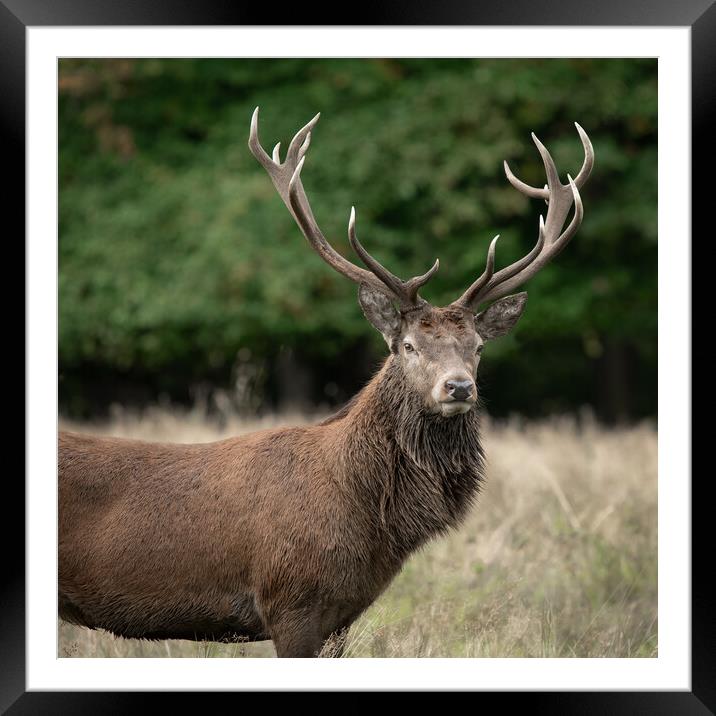 A deer standing in a field Framed Mounted Print by Alan Tunnicliffe