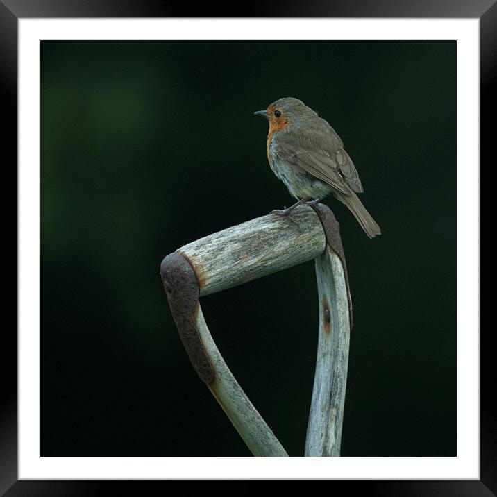 Robin on a garden spade Framed Mounted Print by kathy white