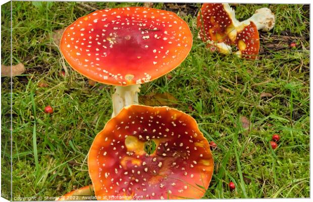 Amanita muscaria Mushroom, Commonly Called Fly Agaric. Canvas Print by Steve Gill