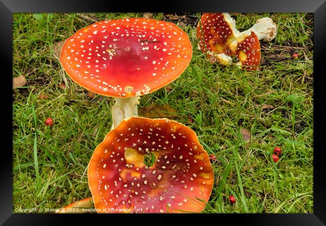 Amanita muscaria Mushroom, Commonly Called Fly Agaric. Framed Print by Steve Gill
