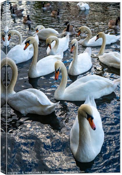 Swans | River Thames | Windsor Canvas Print by Adam Cooke