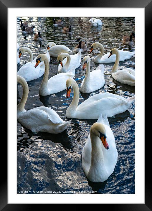 Swans | River Thames | Windsor Framed Mounted Print by Adam Cooke