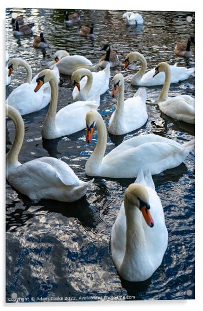 Swans | River Thames | Windsor Acrylic by Adam Cooke